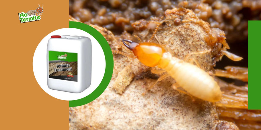 Kokių spąstų reikia vengti kovojant su termitais?