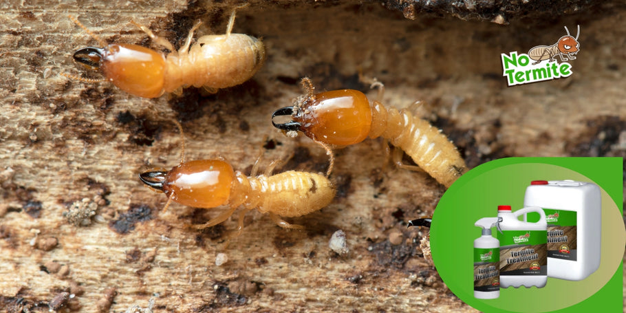 Kaip veikia termitų gydymas?