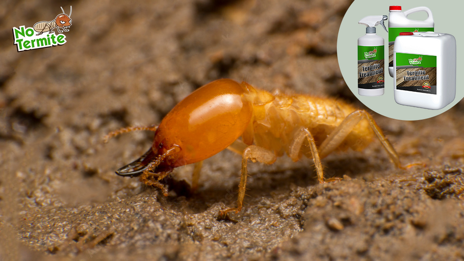 Apsauga nuo termitų: namų savininko vadovas apie termitų sėkmę